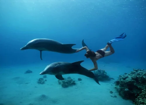 Delphinhaus VIP aus Hurghada