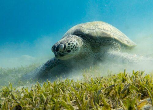 Marsa Mubarak Bay – Korallenriff, Schildkröten und Dugongs